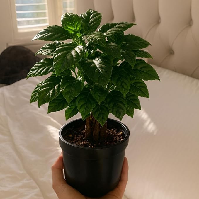 Live Arabica Coffee Plant in 6 Inch Pot| Suitable for Indoors or Patio | Tropical Houseplant for Beginners