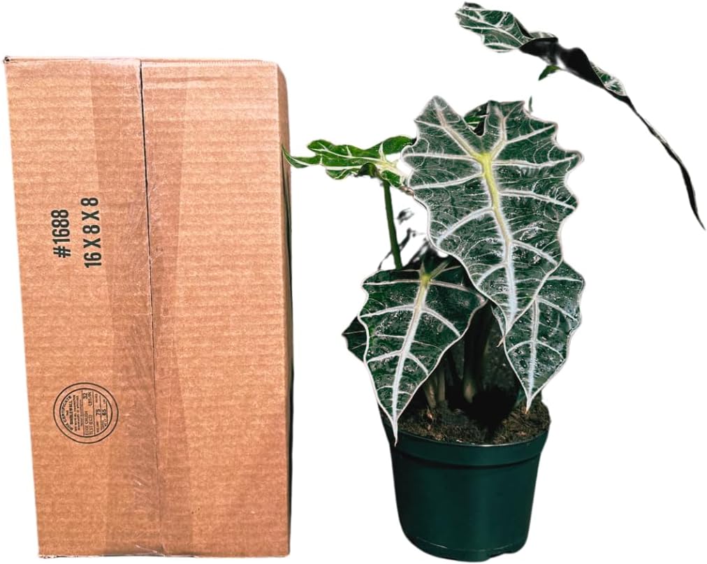 Alocasia Polly African Mask Plant in a 4" Nursery Pot - Tropical Indoor Plant - Air Purifier Houseplant for Gift