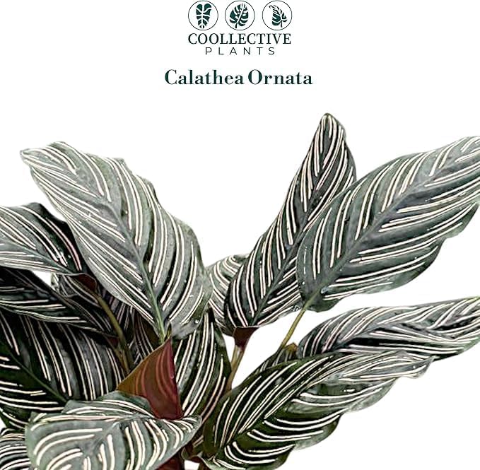 Calathea Ornata | Live Plant in 6" Growers Pot, Easy to Grow, Low Maintenance Indoor Houseplant, Live Indoor, Includes UniHeat Pack for Winter Protection