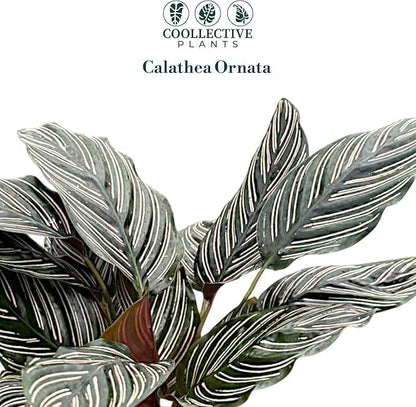 Calathea Ornata | Live Plant in 6" Growers Pot, Easy to Grow, Low Maintenance Indoor Houseplant, Live Indoor, Includes UniHeat Pack for Winter Protection
