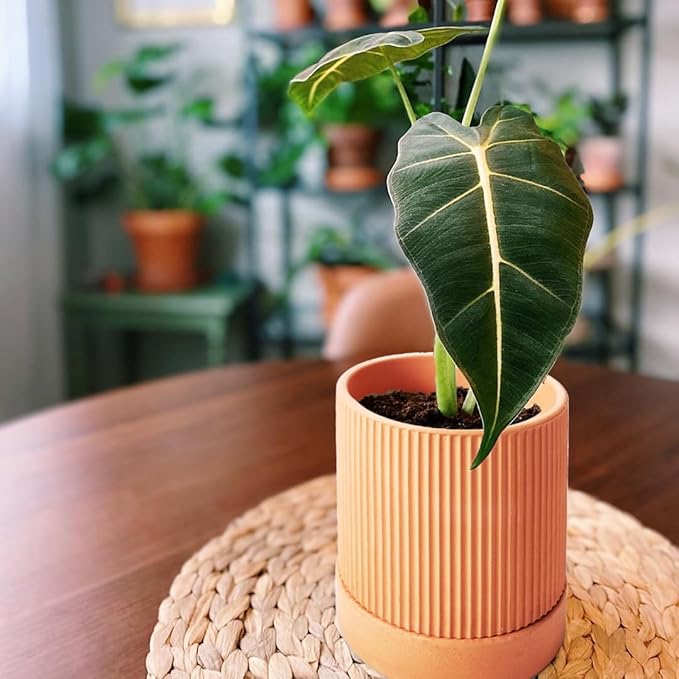 Small Modern Terracotta Pots, 4.2 Inch Ribbed Textured Clay Planter Pots with Drainage Hole & Saucer, Garden Pots for Indoor Plants Succulent, Cacti & Fern