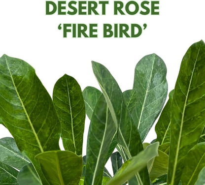 BubbleBlooms Desert Rose Fire Bird in a 4 inch Pot Extremely Rare Flower