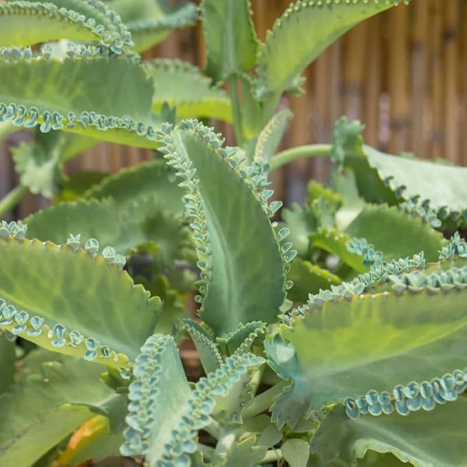 Kalanchoe Mother of Thousands Plant Live in 4" Inch Pot | Unique Fast-Growing Succulent | Ideal Indoor Houseplant for Home & Office Décor