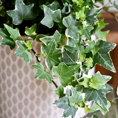 English Ivy Plant Live 4'' Pot, Fast-Growing Trailing Houseplant, Hardy English Ivy Groundcover, Indoor Outdoor Growing (Green Ivy)