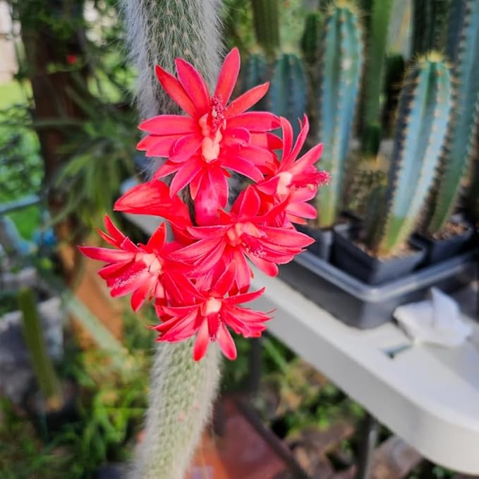 Monkey Tail Cactus Plant, Trailing Cactus Succulent Well Rooted 6-8 Inch Tall, Ornamental Houseplant for Hanging Basket