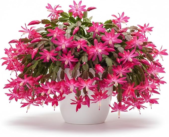 Christmas Cactus Live Plant 4 inch Pot, Christmas Flower Plant, Flower Succulents Plants, Holiday Christmas Cactus for Planting (Pink Christmas Cactus)