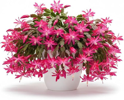 Christmas Cactus Live Plant 4 inch Pot, Christmas Flower Plant, Flower Succulents Plants, Holiday Christmas Cactus for Planting (Pink Christmas Cactus)