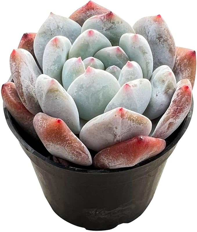 2" Live Succulent Plants Echeveria 'Monroes', Mini Potted Succulents, Easy Care Indoor Houseplant, Unique Gifts, Home Office Décor