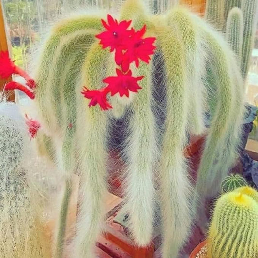 Monkeys Tail Cactus Live Plant, Well-Rooted in 2" Pot, Live Monkey Tail Cactus, Zones 9-11