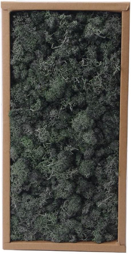 Preserved Reindeer Craft Moss - 17.6oz Natural Green DIY Kit for Terrariums, Wall Art & Decor