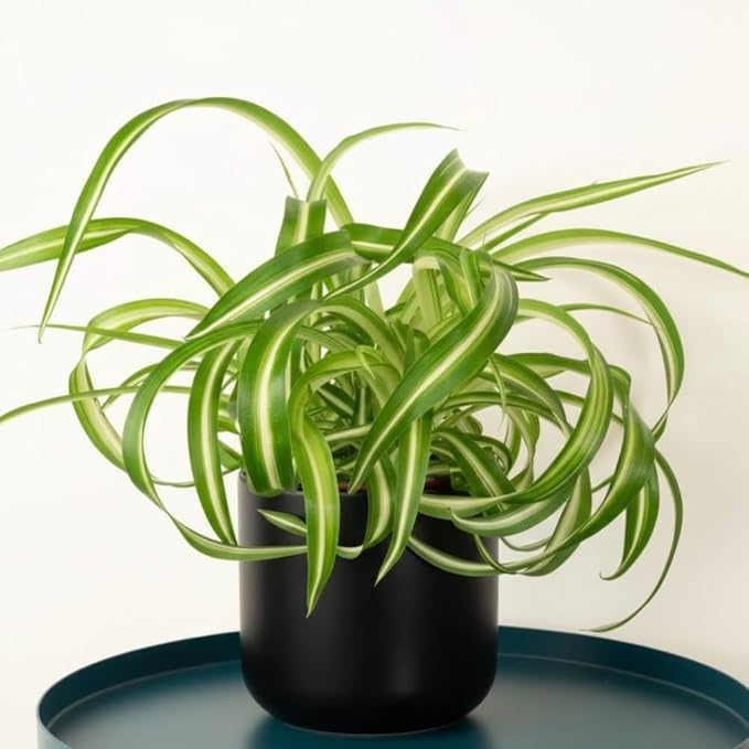 Curly Spider Plant Live 4 Inch Pot, Variegated Curly Leaves, Low Maintenance, Houseplant, Air Purifying