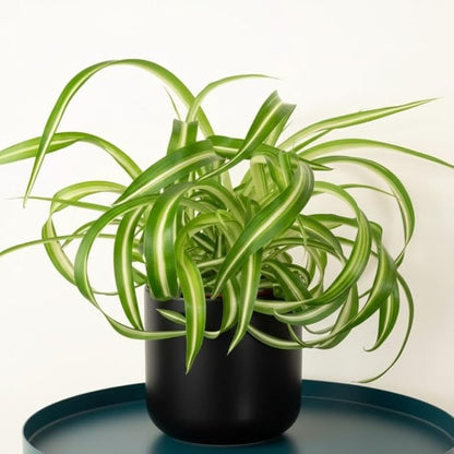 Curly Spider Plant Live 4 Inch Pot, Variegated Curly Leaves, Low Maintenance, Houseplant, Air Purifying