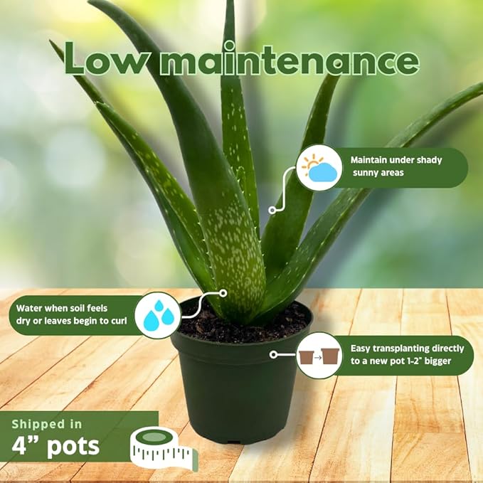 BubbleBlooms Aloe Assortment 4 inch Pots Set of 3