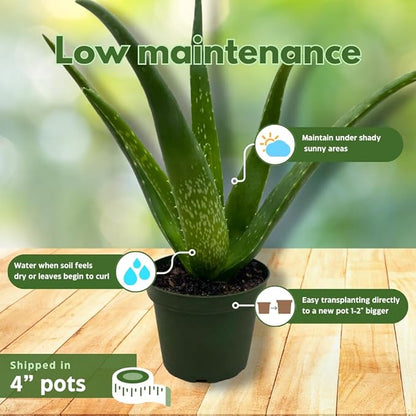 BubbleBlooms Aloe Assortment 4 inch Pots Set of 3