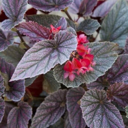 Pink Polka Dot Maculata Angel Wing Begonia Plants Live, Rare Begonias Indoor Growing, Hanging Basket, Starter 5 to 9 Inc Tall