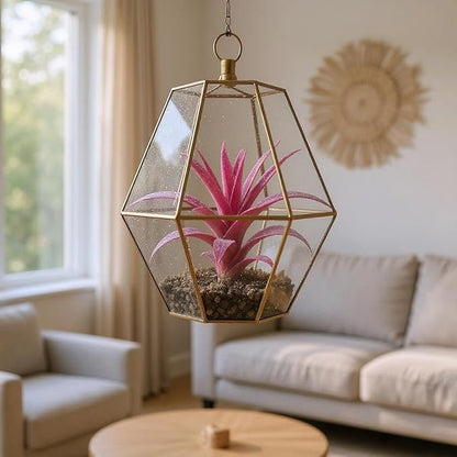 Rainforest Grown Extra Large Capitata Peach Air Plant - Live Tillandsia - 5 to 10 inches - 30 Day Guarantee