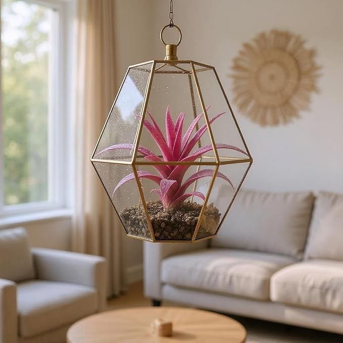 Rainforest Grown Capitata Turquoise Enhanced Air Plant - Live Tillandsia - 5 to 8 inches - 30 Day Guarantee