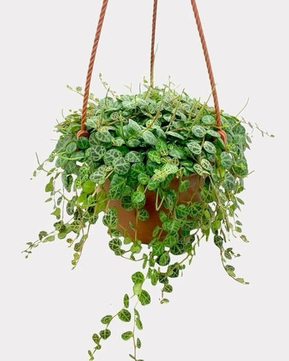 String of Pearls Plant Live 4 Inch Pot, Rare Succulents Plants in Hanging Baskets, Trailing Succulent Houseplant for Home Office (String of Turtles)