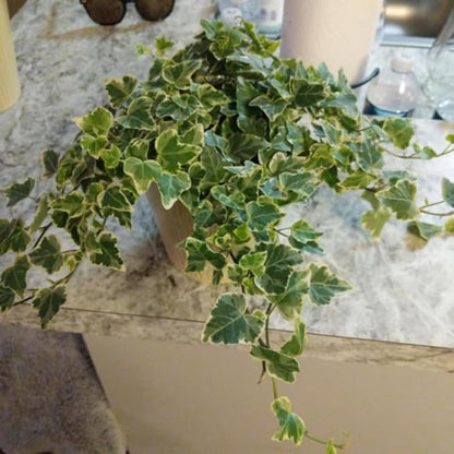Live English Ivy Plant Indoor, Hardy English Ivy Plant, Variegated English Ivy Plant 4 Inc Pot for Gardening Indoor Outdoor