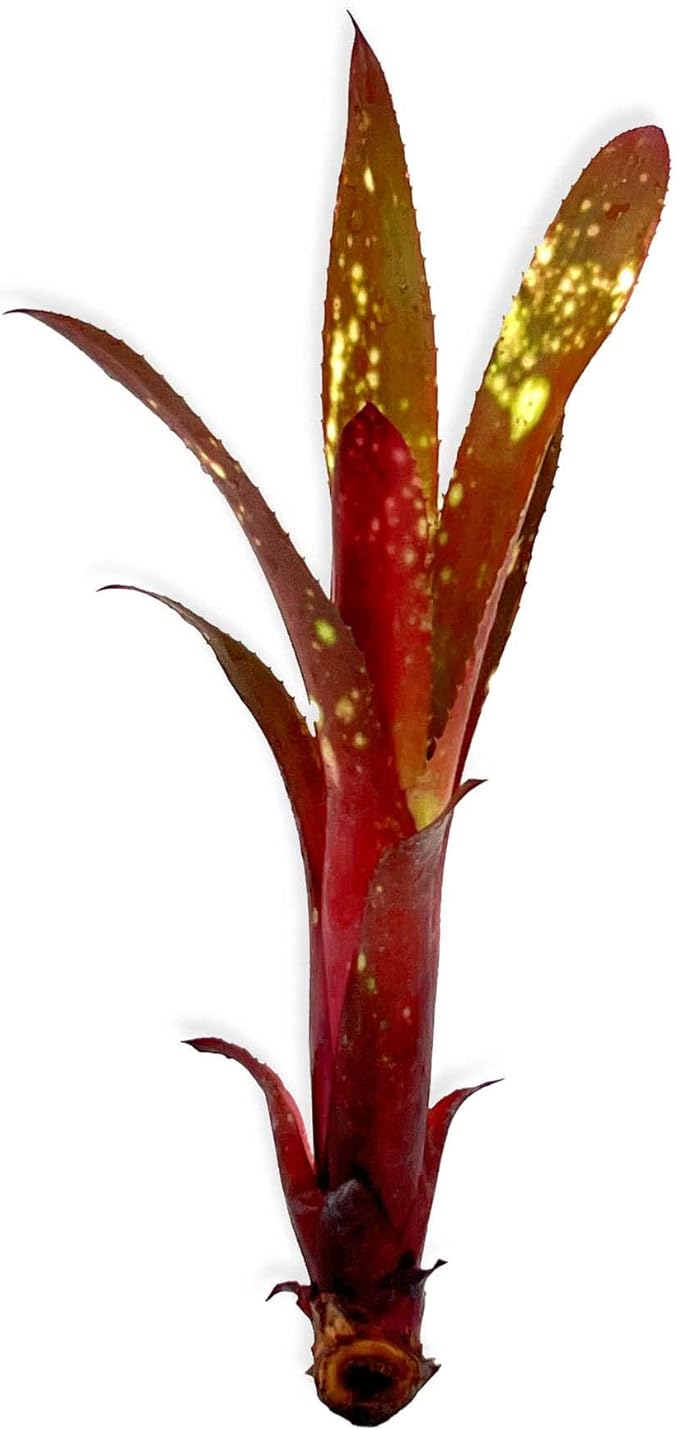 ragnaroc Live Plants – Bromeliad Billbergia Hallelujah 'Pup', 6-12" - 1ct - Live Arrival Guaranteed - House Plants for Home Decor & Gift