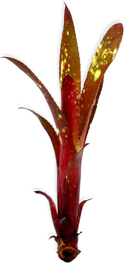 ragnaroc Live Plants – Bromeliad Billbergia Hallelujah 'Pup', 6-12" - 1ct - Live Arrival Guaranteed - House Plants for Home Decor & Gift