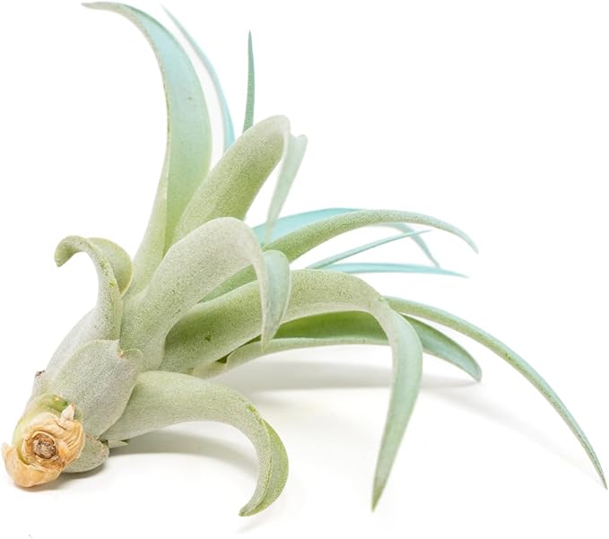 Light Blue Colorful Tillandsia Air Plants -Long Lasting Color Enhanced Live Tillandsia Succulent House Plants - Home and Garden Decor -Easy Care Indoor/Outdoor Plants (Brachycaulos Abdita, Single)