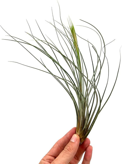ragnaroc Air Plants - Tillandsia Juncea, Jumbo 8-12" - 3ct - Live Arrival Guaranteed - House Plants for Home Decor & Gift