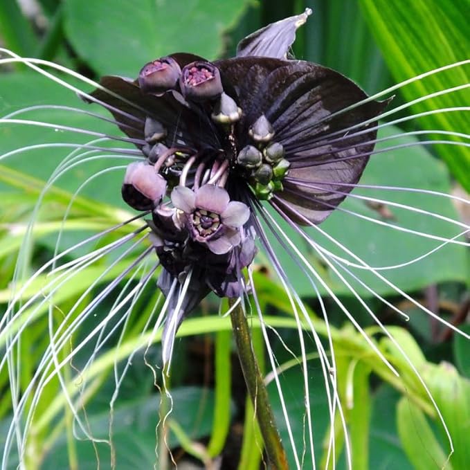 Black Bat Flower Live Plant, 4-8" Tall Bat Flower Plant, Tacca Chantrieri, Well Rooted Houseplant, No Pot