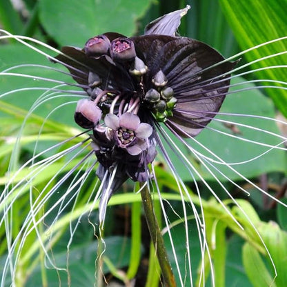 Black Bat Flower Live Plant, 4-8" Tall Bat Flower Plant, Tacca Chantrieri, Well Rooted Houseplant, No Pot