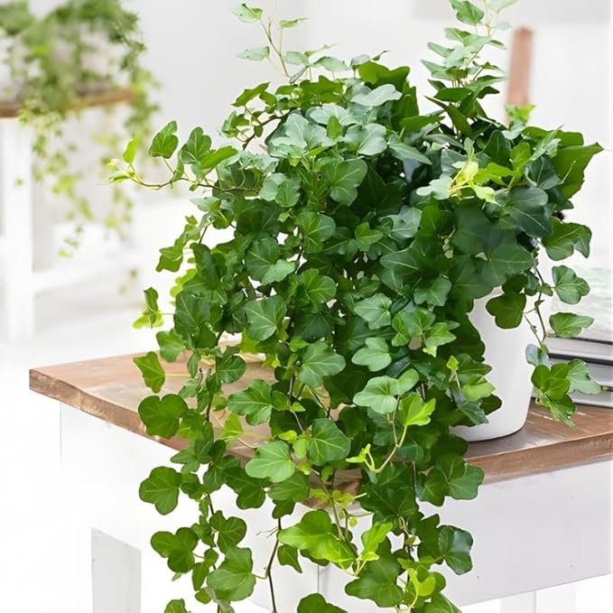 Green English Ivy Live Plant in 4 Inch Pot | Classic English Ivy Indoor Plant with Green Foliage | Easy-Care Trailing Houseplant for Shelves, Desks, Hanging Baskets & Home Décor