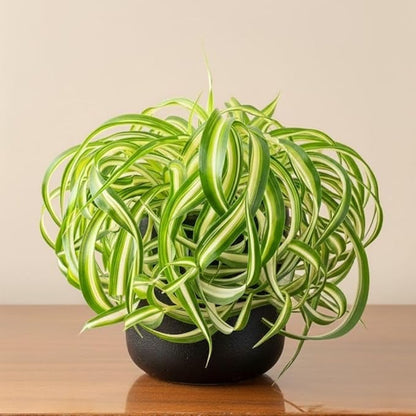 Live Variegated Curly Spider Plant 4 Inch Pot, Curly Spider Plant Live, Variegated Houseplant for Indoor Growth