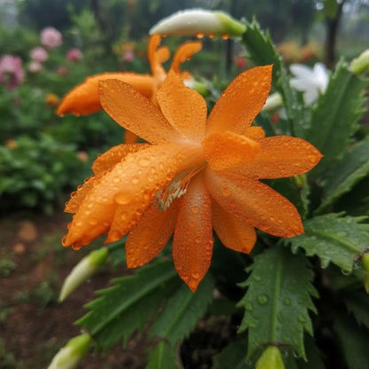 Christmas Cactus Live Plant 4 inch Pot, Christmas Flower Plant, Flower Succulents Plants, Holiday Christmas Cactus for Planting (Orange Christmas Cactus)