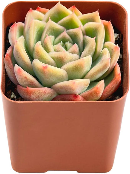 2" Live Succulent Plants Echeveria 'Malgan', Mini Potted Succulents, Easy Care Indoor Houseplant, Unique Gifts, Home Office Décor