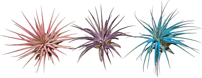 Rainforest Grown 3 Pack Ionantha Air Plants Assorted Sizes Color Pop Enhanced Coloring - Live Tillandsia - 1 to 3 inches â€“ Succulents 30 Day Guarantee