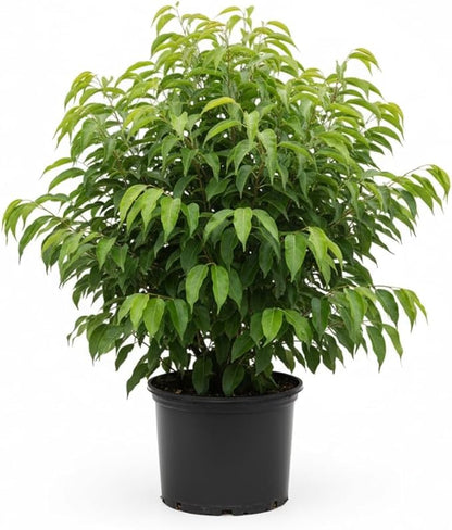 Hosui Asian Pear Trees Live Plants| 2.5–3 Ft Live Potted Tree | Sweet Juicy Fruit Tree for Indoor & Outdoor Spaces | No Ship to CA,HI,AK