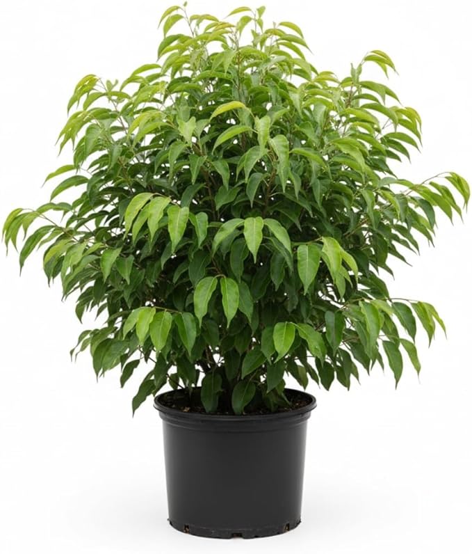 Hosui Asian Pears Trees for Planting | 2.5–3 Ft Live Hosui Live Plant| Easy-Grow Edible Fruit Tree for Home Gardens & Patios | No Ship to CA,HI,AK