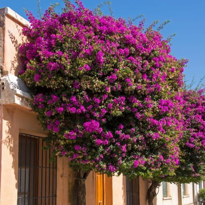 Set 2 Purple Bougainvillea Plants Live, 5-8" Perennial Colorful Bougainvillea Plant for Outdoor Garden, Patio, Well Rooted