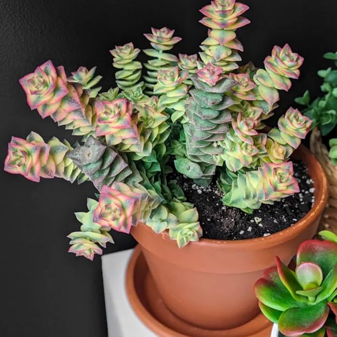 Variegated String of Buttons Live Plants, Easy Indoor Trailing Succulent in 4" Pot, Hanging Succulent Houseplant Indoor Outdoor Planting
