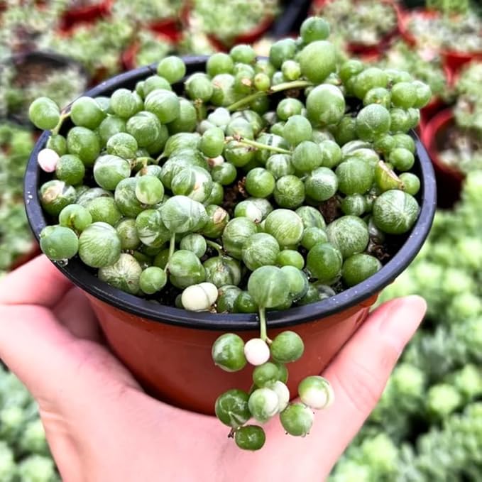 Variegated String of Pearls Plant Live, Trailing Succulent Vine, Indoor Hanging Houseplant, 4 Inch Pot
