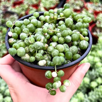 Variegated String of Pearls Plant Live, Trailing Succulent Vine, Indoor Hanging Houseplant, 4 Inch Pot