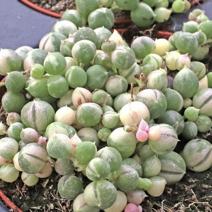 Variegated String of Pearls Live Plant, in Pot, Trailing Succulent Plant, Hanging Vine Live Indoor Houseplant