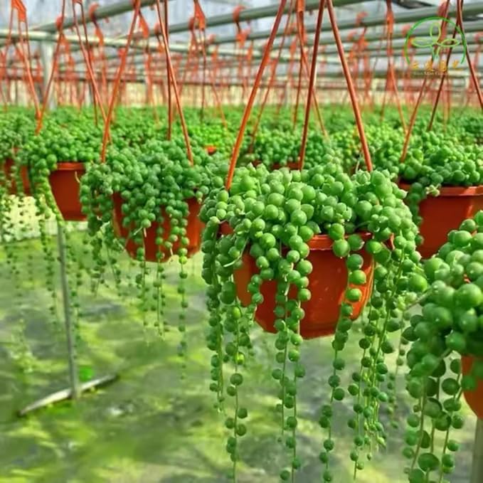 String of Pearls Plant Live 4 Inch Pot, Rare Succulents Plants in Hanging Baskets, Trailing Succulent Houseplant for Home Office (String of Pearls)
