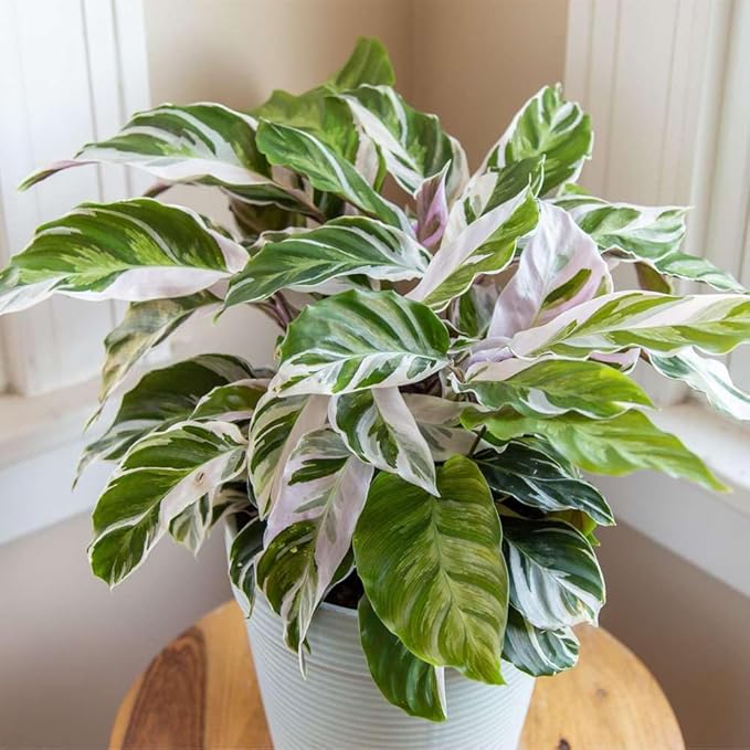 Calathea White Fusion Live Plant for Indoor | Different Houseplants in 4'' & 6'' Pot | Real House Plant for Living Room, Office, Desk & Bathroom | Peacock Plant | Zebra Plant
