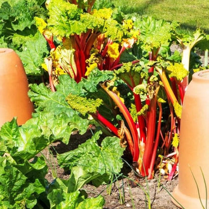 2 Victoria Rhubarb Roots for Planting, Large Rhubarb Crowns 6-10 Inch Tall, Rhubarb Plants for Planting, Perennial Vegetable Roots