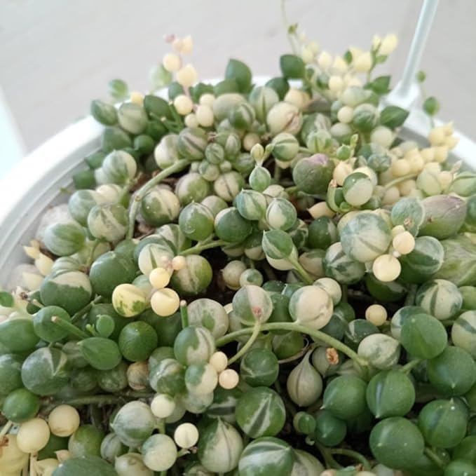 Variegated String of Pearls Plant, Live Succulent Vine in Pot, Rare Indoor Houseplant (4 Inch Pot)