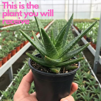 Live Aloe Vera Plant Succulent Trees | Aloe Vera Chinensis in Size 4 Inch Pot | Suitable for Indoor or Outdoor Garden | Easy-Growing Aloe Vera Pen Plant Ideal for Home Décor