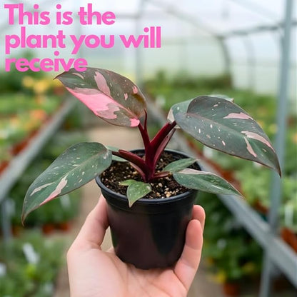 Philodendron Pink Princess Live Plant | Pink Princess Philodendron in 4 Inch Pot | Easy Plants Live Houseplants for Home & Office Décor