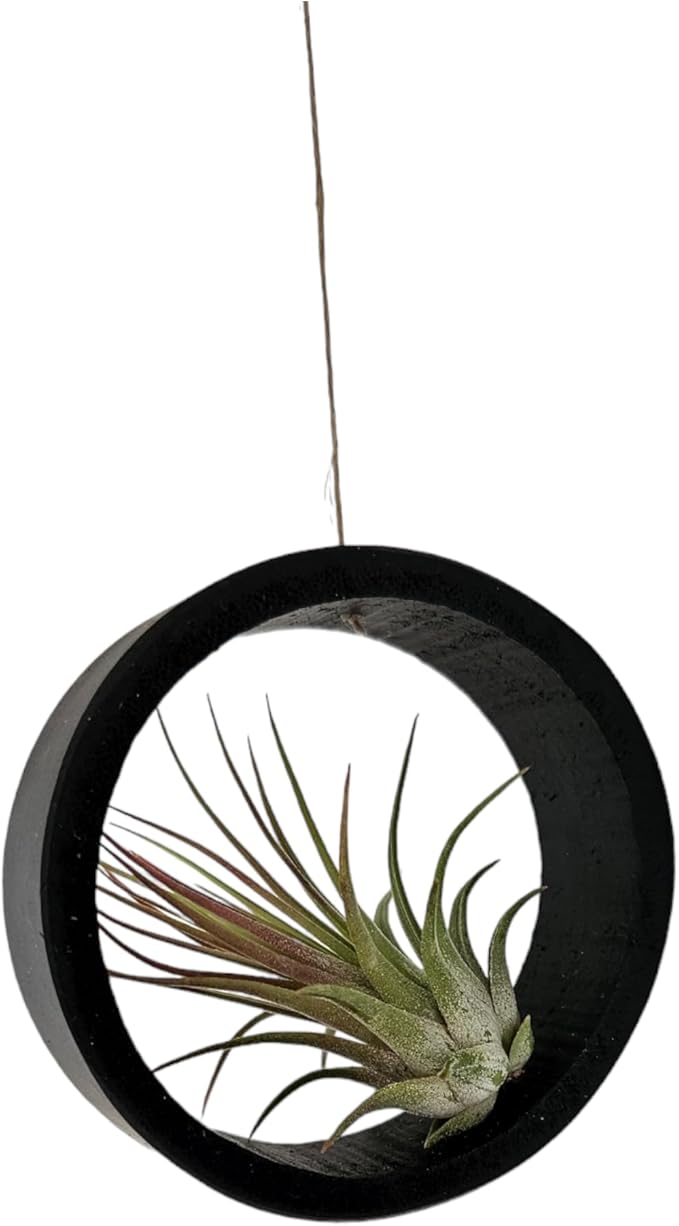 3 Piece Bamboo Air Plant Rings - Hang or Wall Mount. All Natural Unique Air Plant Holder - Small to Xtra Lrg Plants. (3 Rings / 3 Ionantha)
