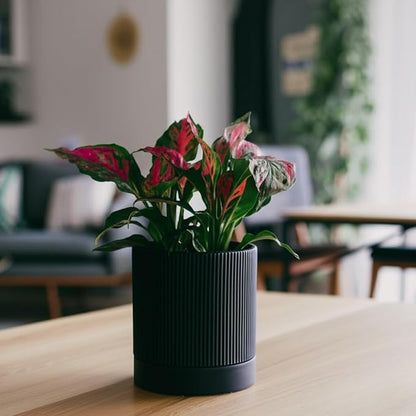 6 Inch Ceramic Plant Pot with Drainage & Saucer - Indoor Planter for Succulents, Cacti & Aloe Vera - Striped Design, High-Temp Fired Clay, Lightweight Modern Decor