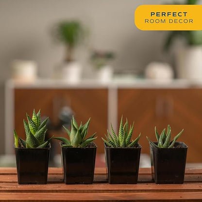 Costa Farms, Succulents, Fully Rooted, Live Indoor Plant, 2.5-Inch Haworthia, in Grower's Pot, 4-Pack